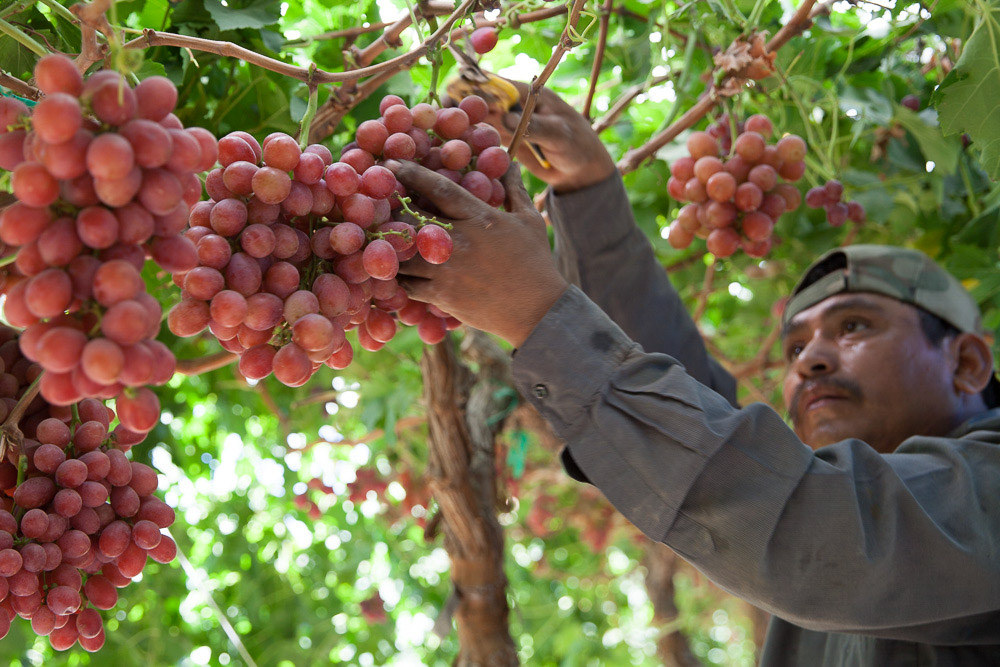 Field Worker Picking Red Grapes